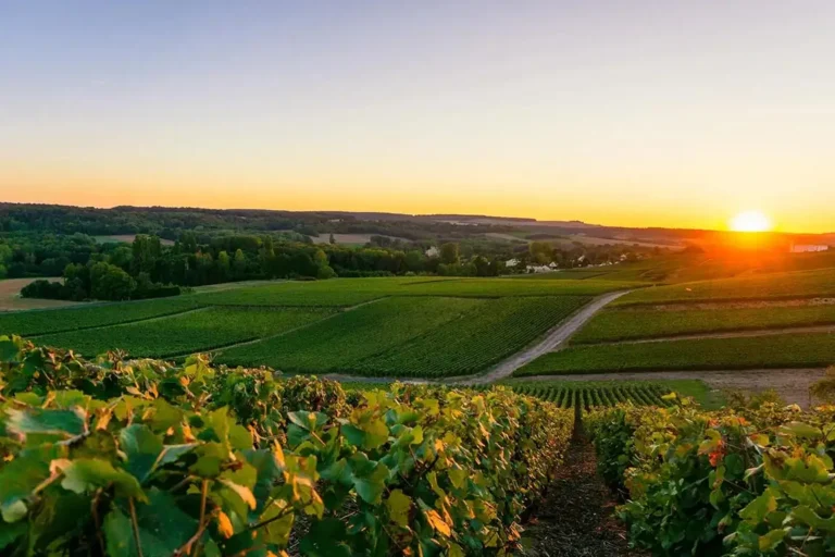 Penfolds Competition